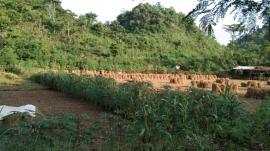 Petani Botodayaan mulai Panen Padi